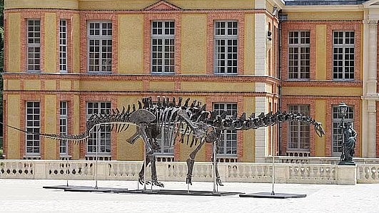 ভালকেইন ডাইনোসরের কঙ্কাল